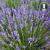 Lavandula angustifolia Blue Scent .jpg